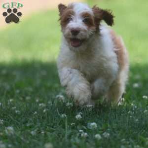 Pretzel, Cavapoo Puppy